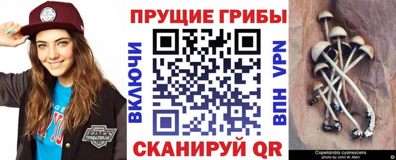 ссылка на мегу зеркало  нарко площадка наркотические препараты  Домодедово  Псилоцибиновые грибы прущие грибы  продажа наркотиков 